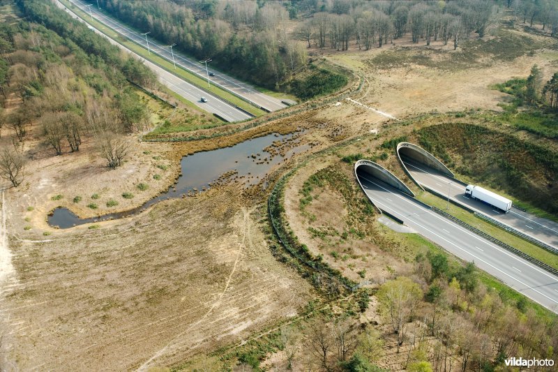 Ecoduct Kikbeek in de Mechelse heide