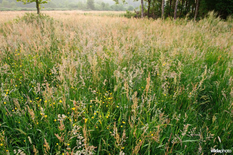 Bloemrijk grasland