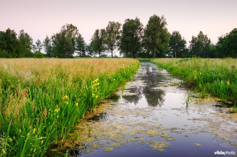 Laagveensloot met gele lissen 