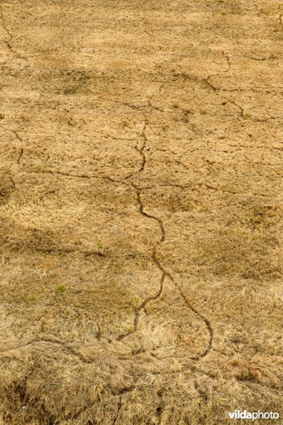 Lemmingsporen in grasland