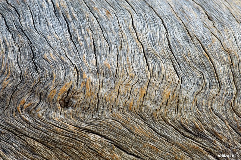 Structuren in hout van fijnspar