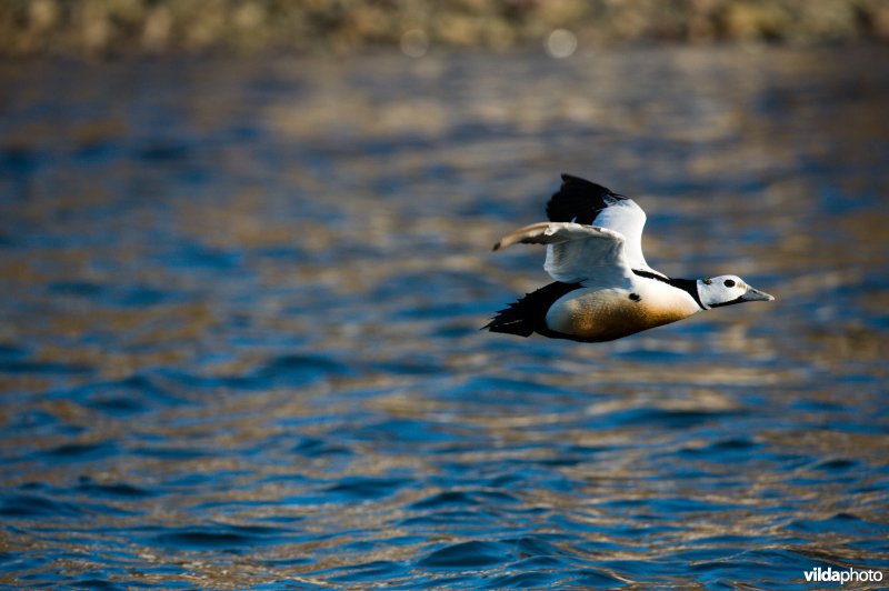 Stellers Eider