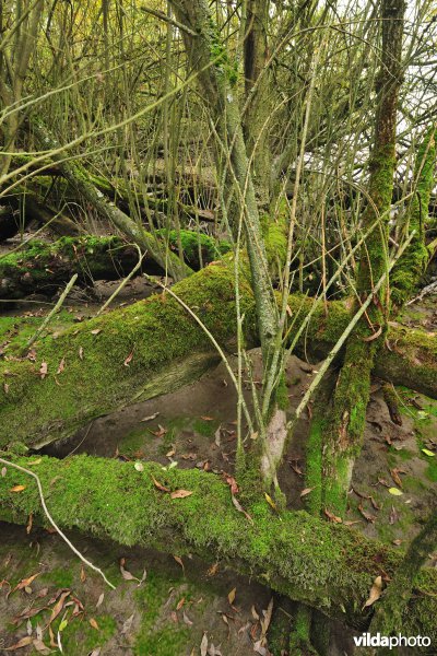 Zoetwaterschorren langs de Schelde
