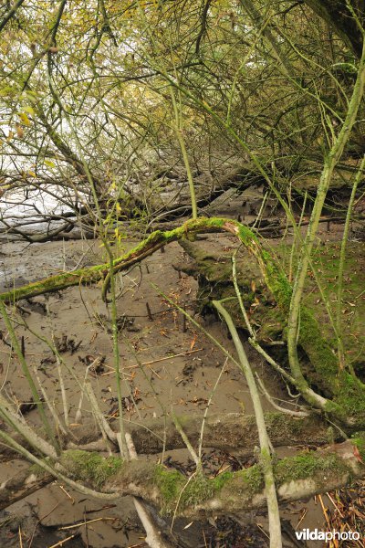 Zoetwaterschorren langs de Schelde