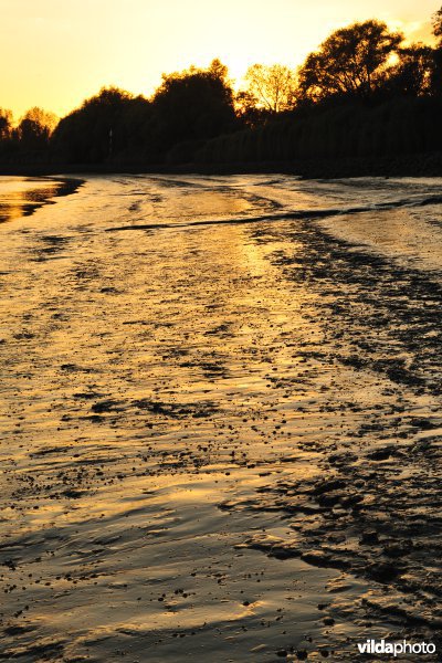 Zoetwaterschorren langs de Schelde