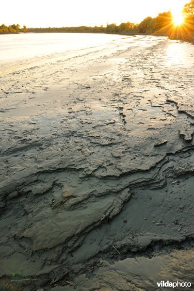 Zoetwaterschorren langs de Schelde