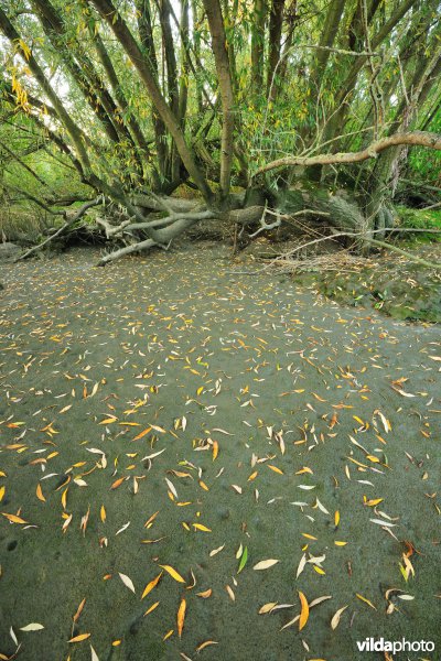 Zoetwaterschorren langs de Schelde