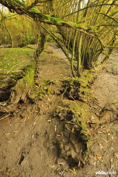 Schorren aan de Notelaer