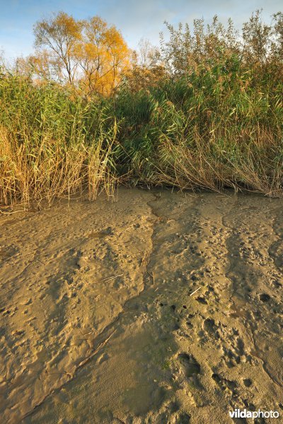 Schorren aan de Notelaer
