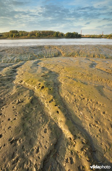 Schorren aan de Notelaer