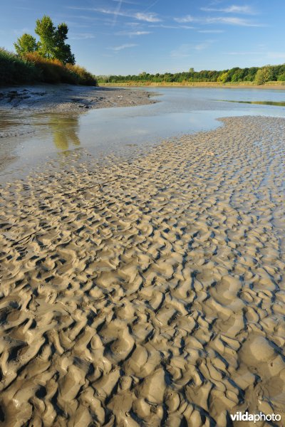 Zoetwaterschorren langs de Schelde