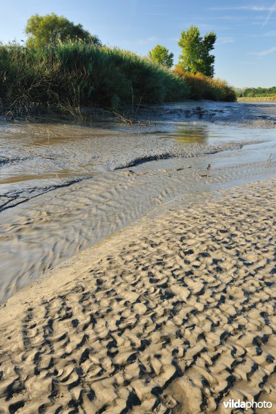 Zoetwaterschorren langs de Schelde