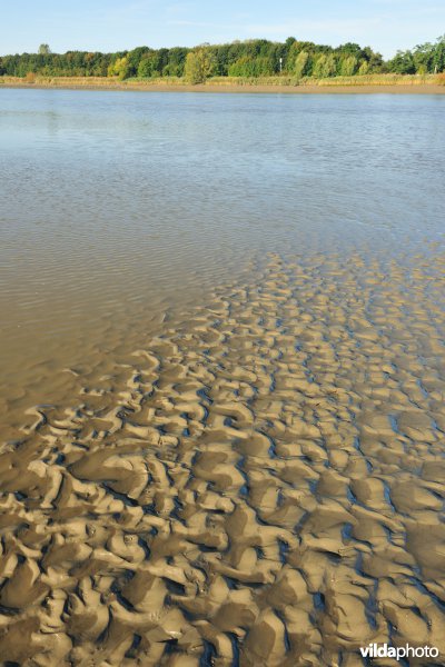 Zoetwaterschorren langs de Schelde
