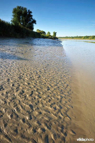 Zoetwaterschorren langs de Schelde