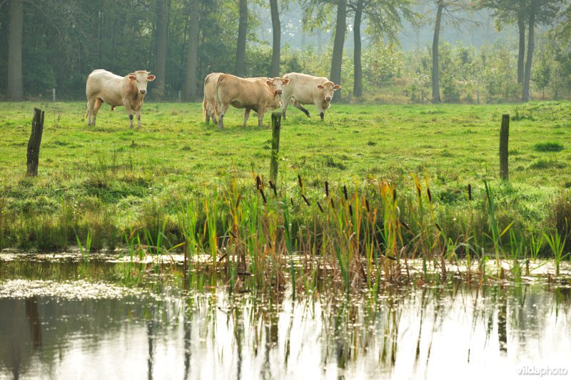 Domeinbos Kampveld