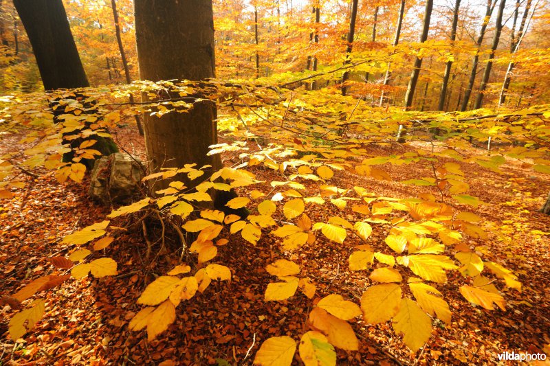 Vallei van de Géronstère