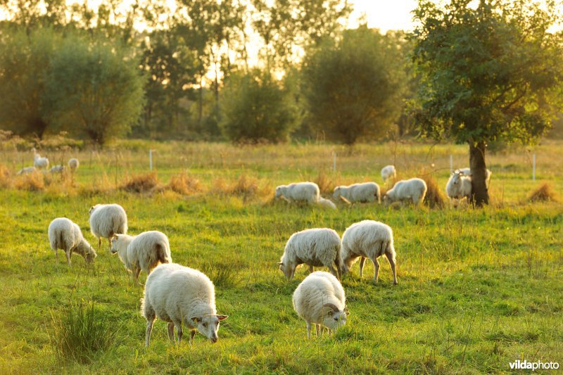 Vloeiweiden