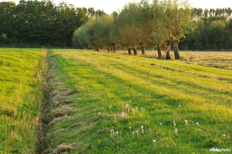 Vloeiweiden