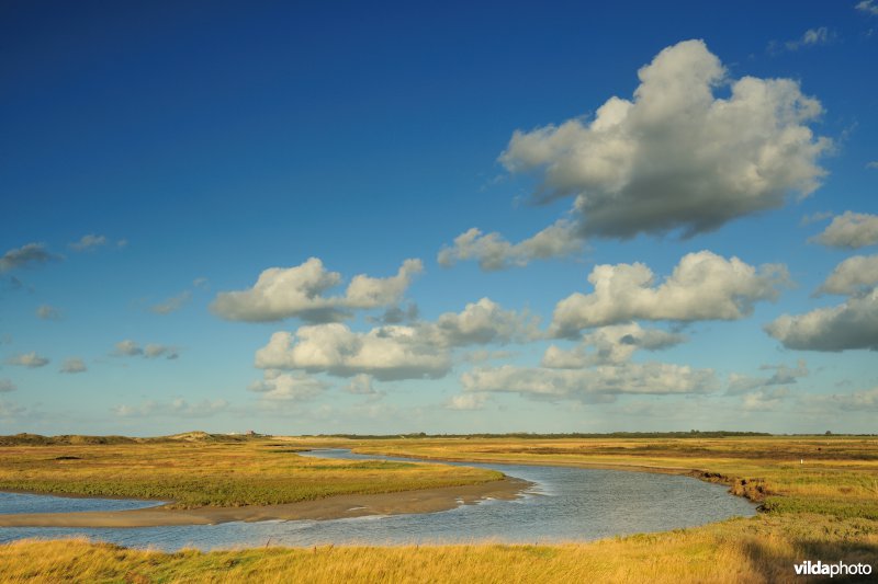 Het Zwin