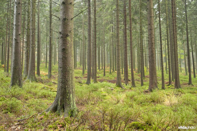 Bos op de Croix Scaille