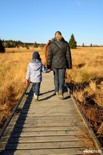 Wandelen in de Hoge Venen
