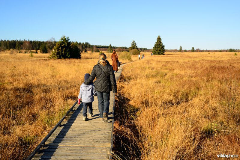 Wandelen in de Hoge Venen