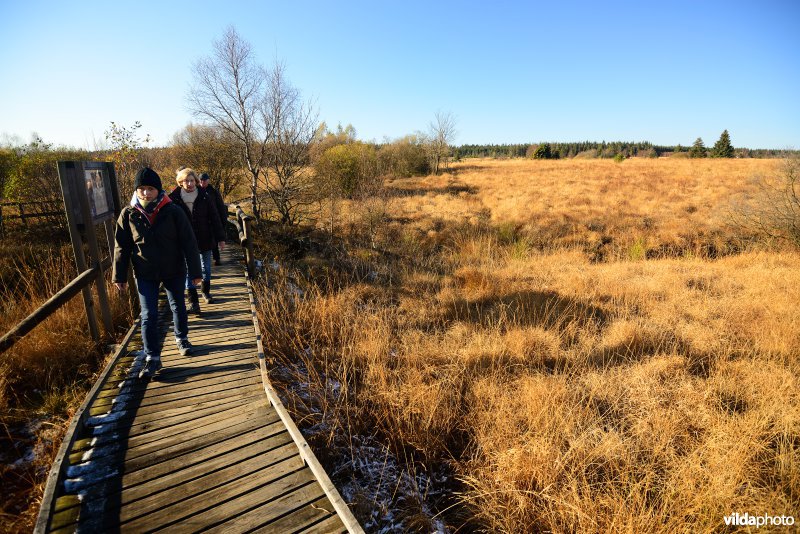 Wandelen in de Hoge Venen