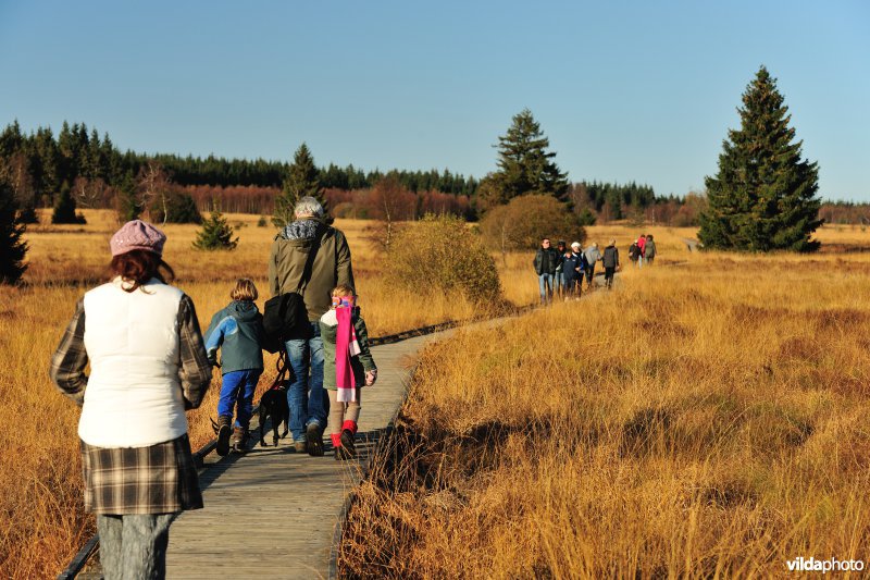 Wandelen in de Hoge Venen