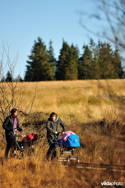 Wandelen in de Hoge Venen