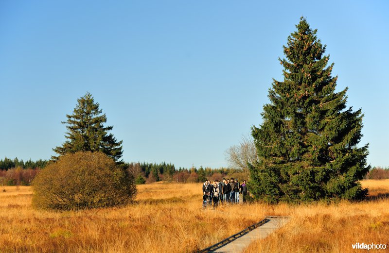 Wandelen in de Hoge Venen
