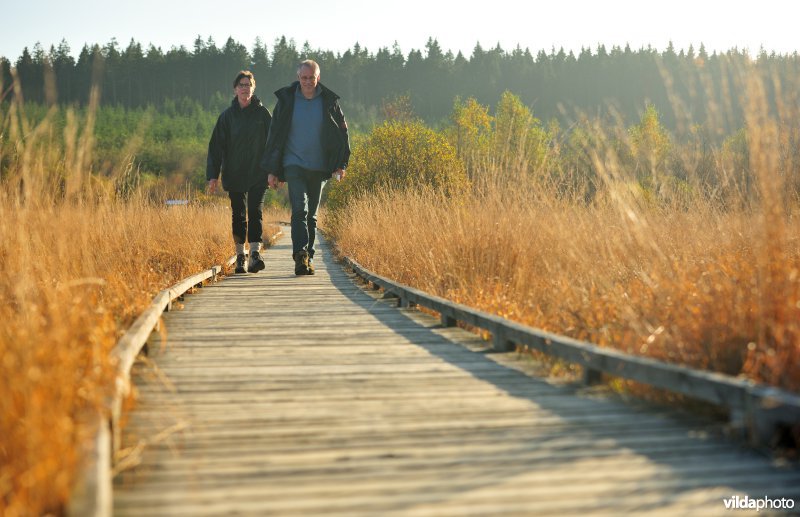 Wandelen in de Hoge Venen
