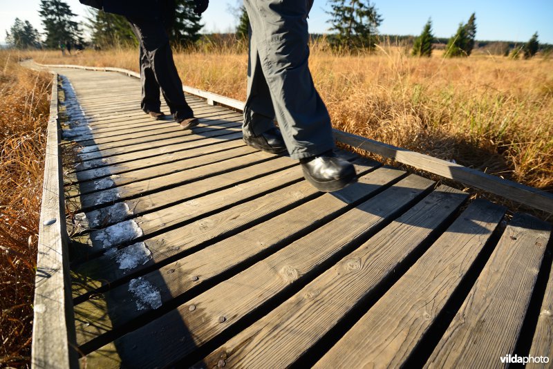 Wandelen in de Hoge Venen