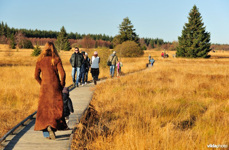 Wandelen in de Hoge Venen