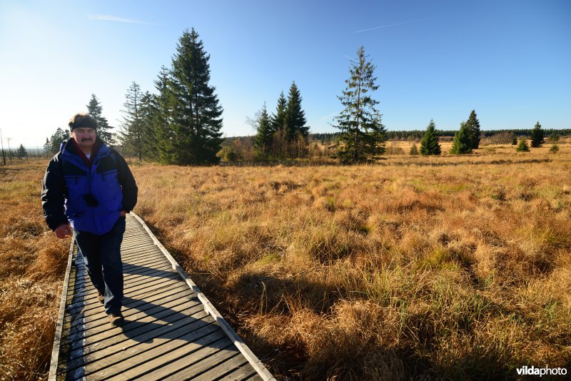 Wandelen in de Hoge Venen