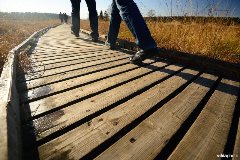 Wandelen in de Hoge Venen