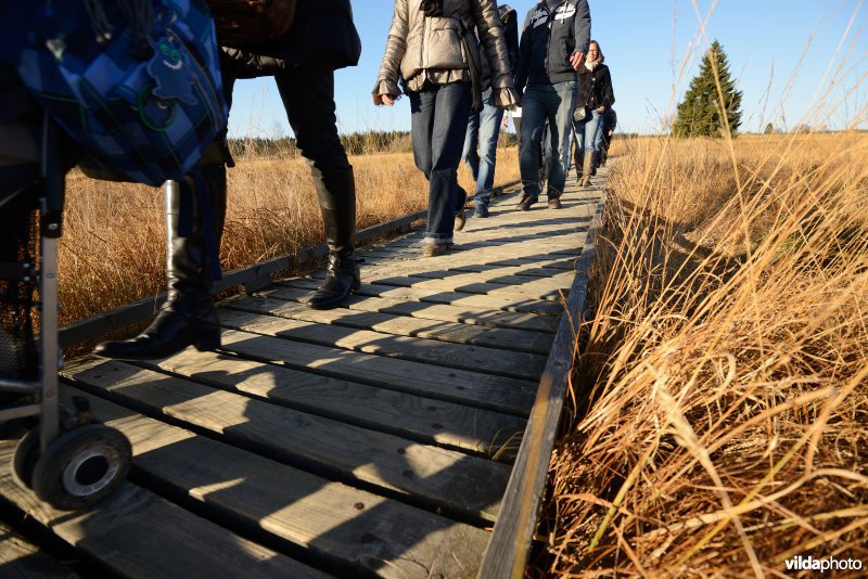 Wandelen in de Hoge Venen