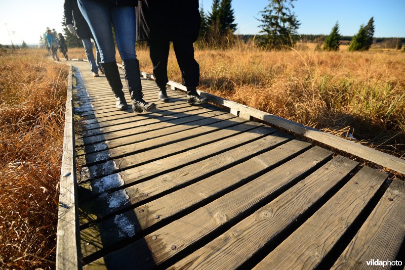 Wandelen in de Hoge Venen