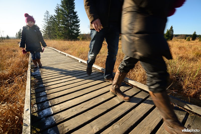 Wandelen in de Hoge Venen
