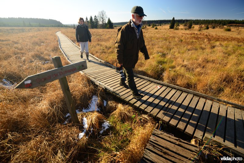 Wandelen in de Hoge Venen