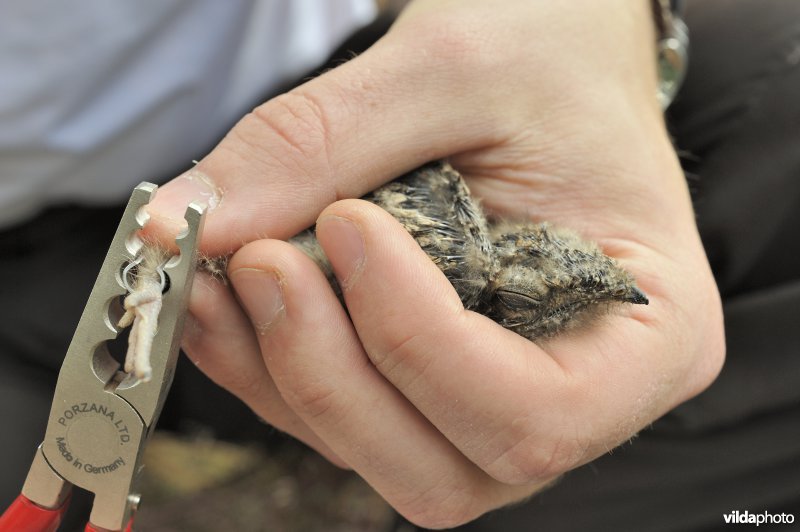 Ringen van Nachtzwaluwkuikentje