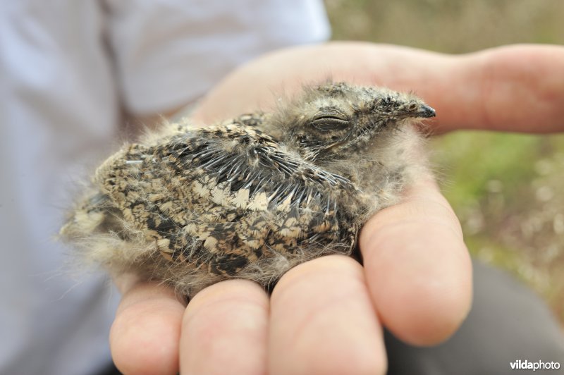 Nachtzwaluwkuiken in hand