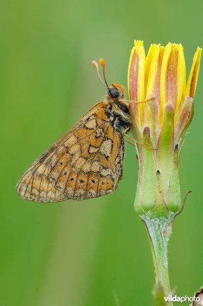 Moerasparelmoervlinder