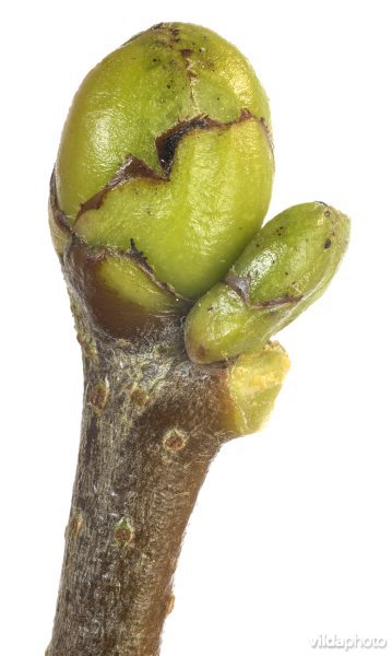Knop van Elsbes