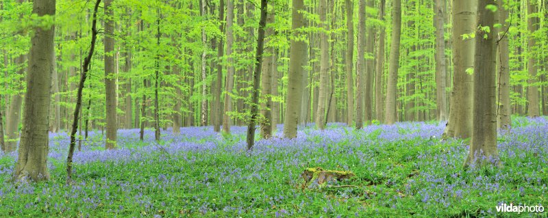 Hallerbos met bloeiende hyacinten