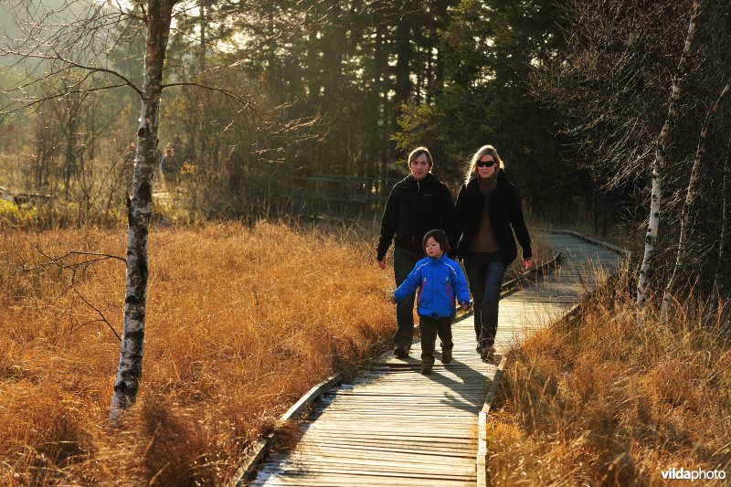 Wandelen in de Hoge Venen