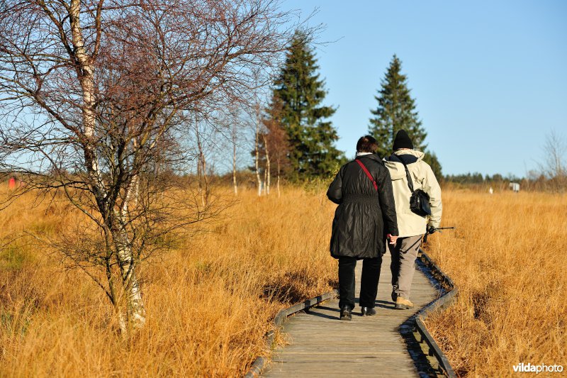 Wandelen in de Hoge Venen