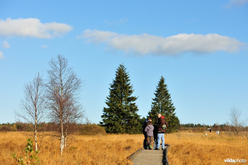 Wandelen in de Hoge Venen