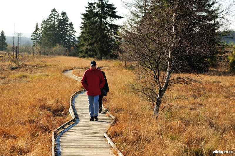 Wandelen in de Hoge Venen