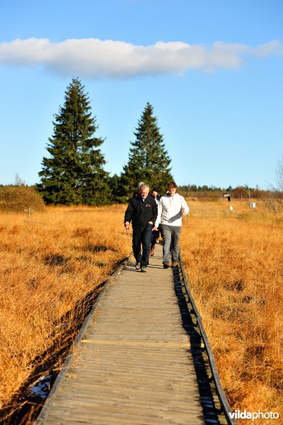 Wandelen in de Hoge Venen