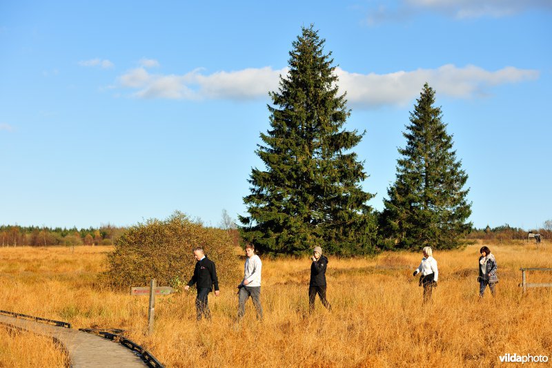 Wandelen in de Hoge Venen